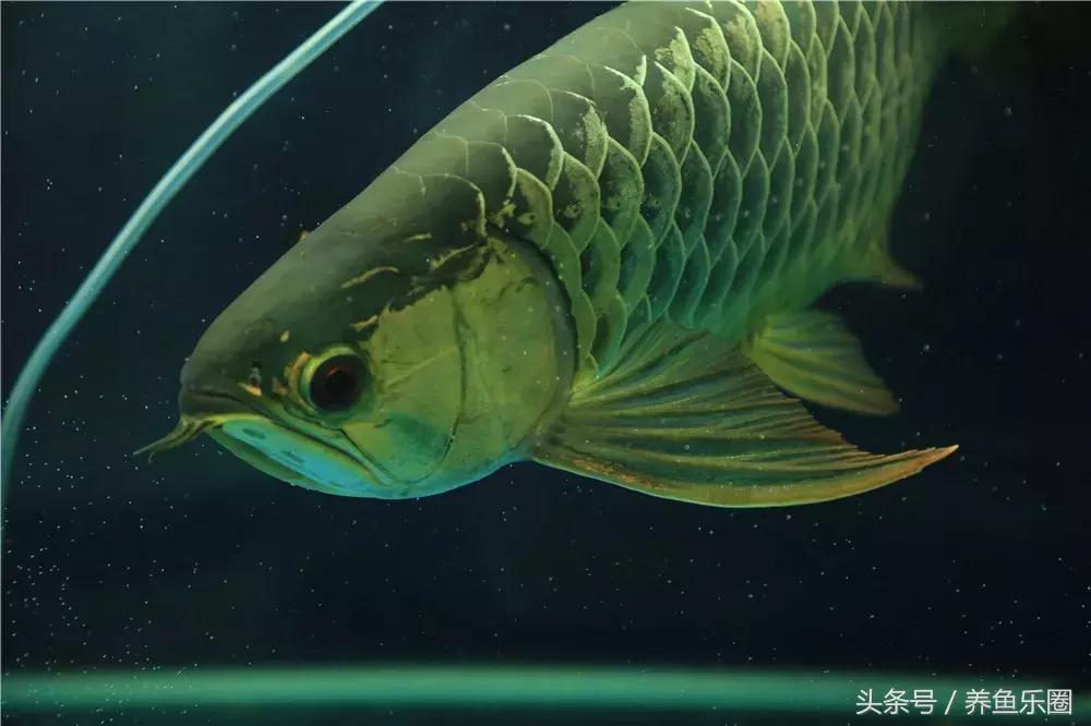 \"能换一套房\"的冠军龙鱼做手术修眼冠军龙鱼手术修眼记，换房梦想之旅